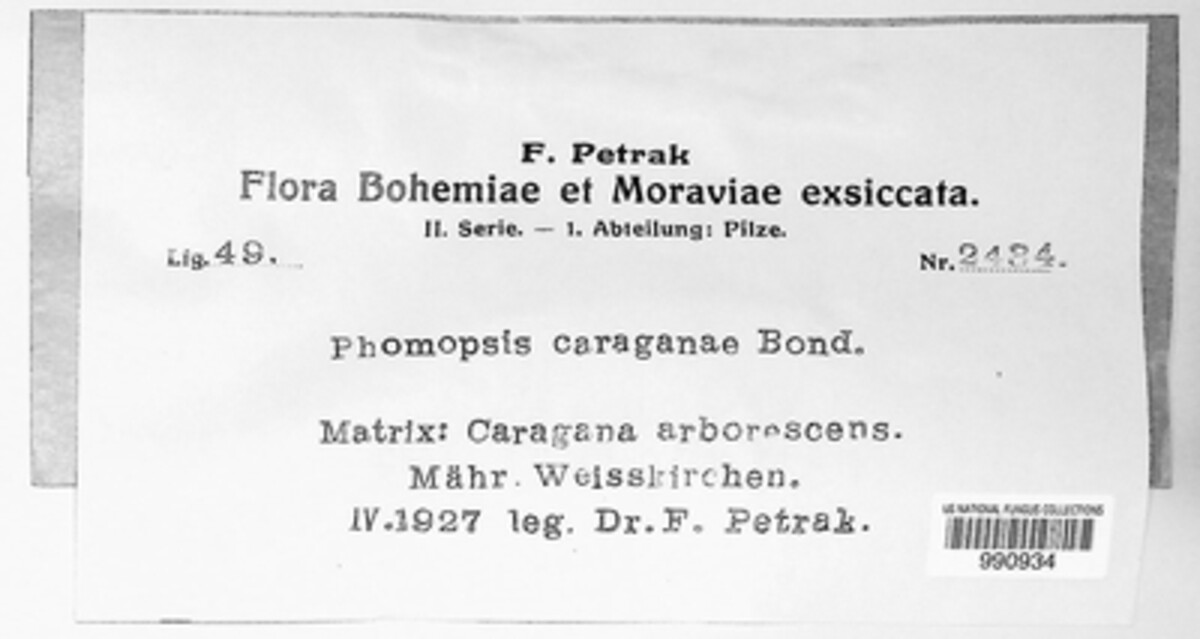 Phomopsis caraganae image